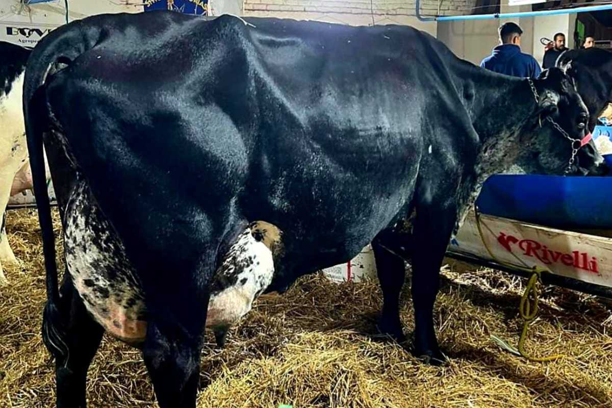 Irmãos Creston Vasconcellos Batem Recorde em Torneio Leiteiro de Barbacena